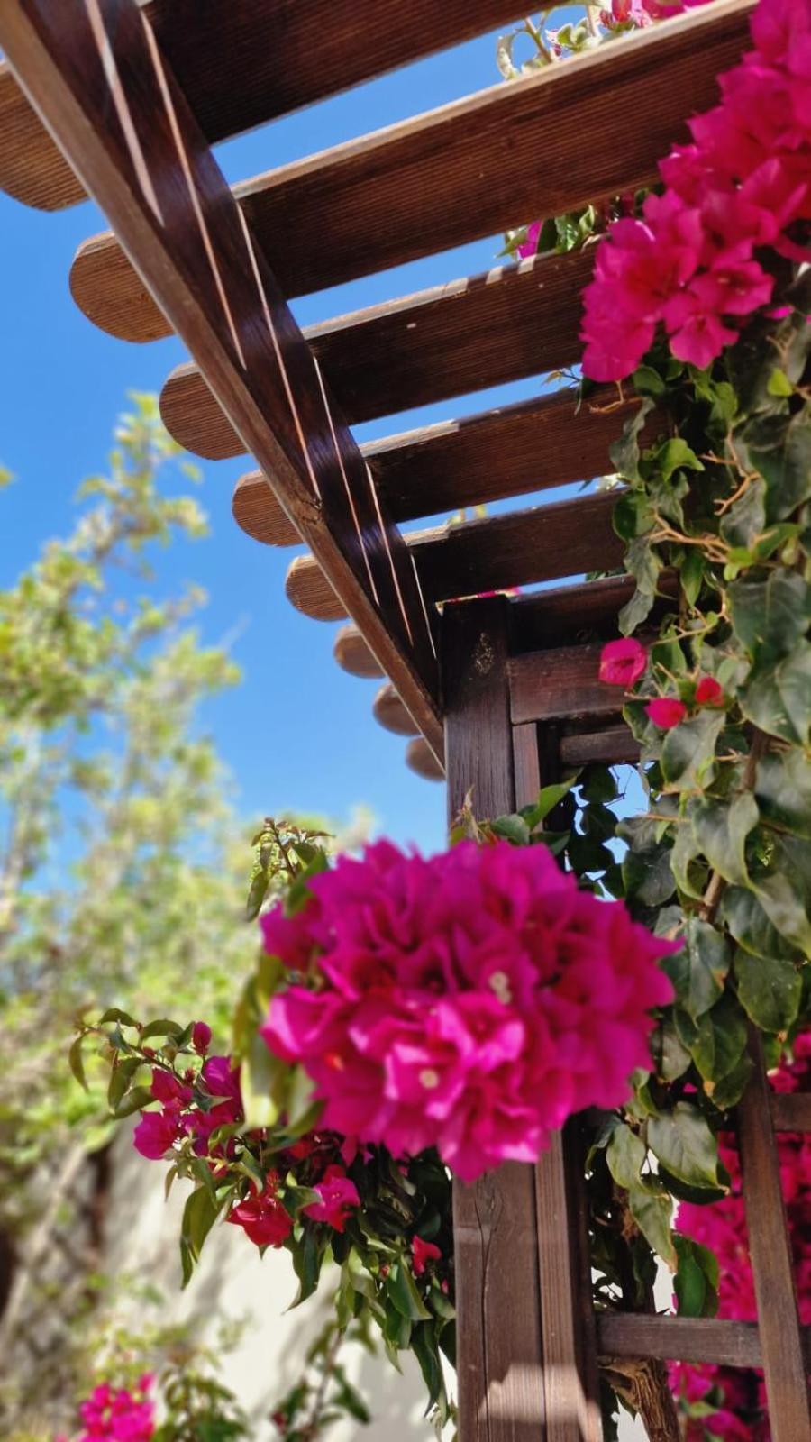 Flamingo Alicante Villa *